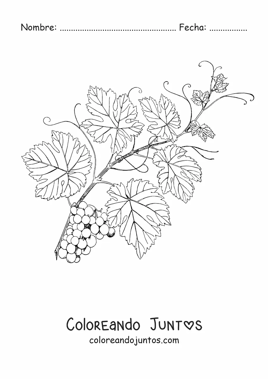 Imagen para colorear de una vid frondosa