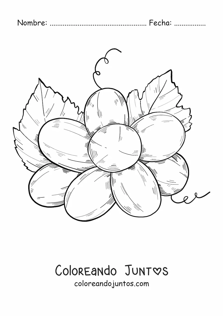 Imagen para colorear de un racimo de uvas desde abajo