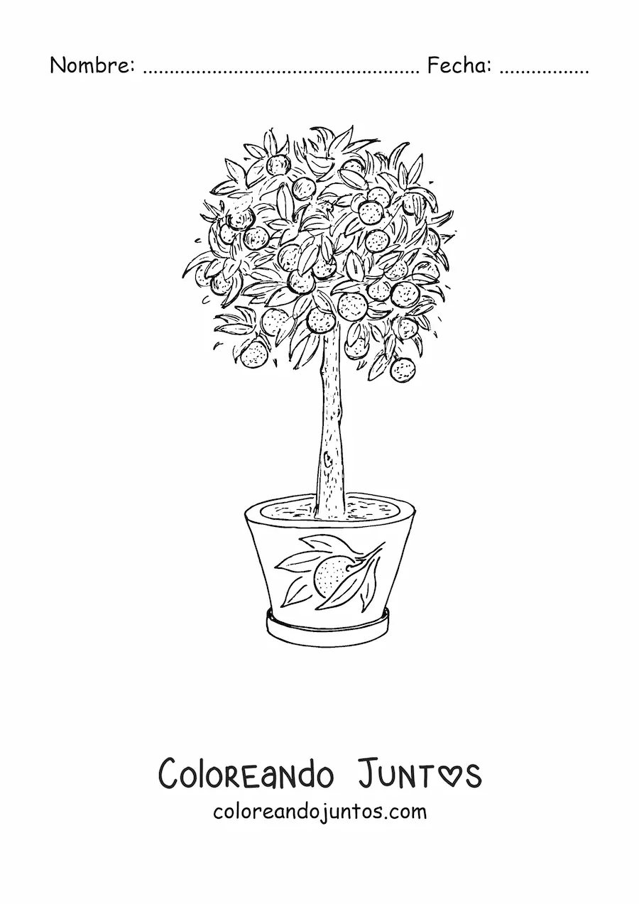 Imagen para colorear de un limonero en una maceta