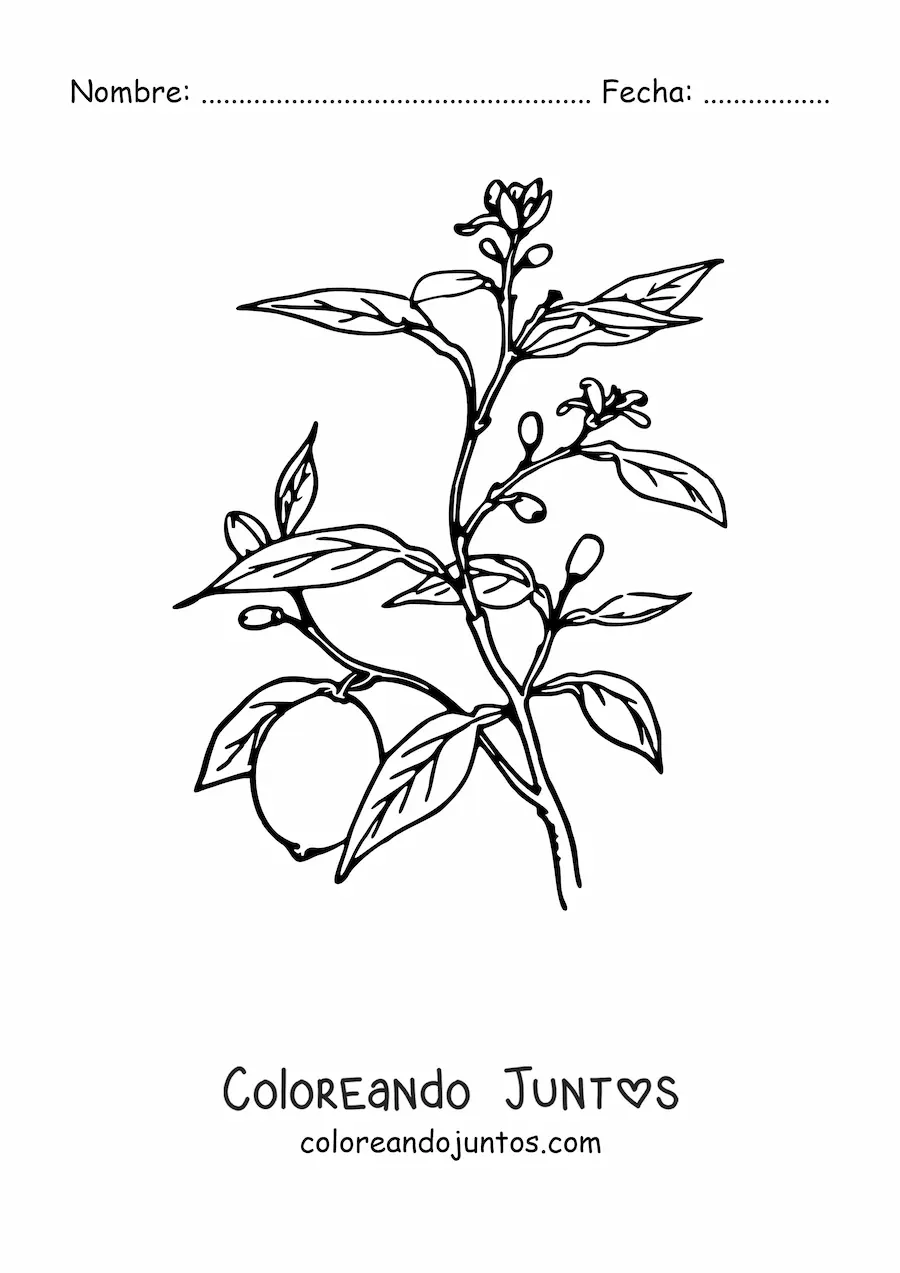 Imagen para colorear de una rama de un árbol limonero