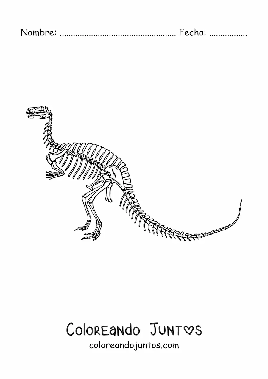 Imagen para colorear de esqueleto de un dinosaurio