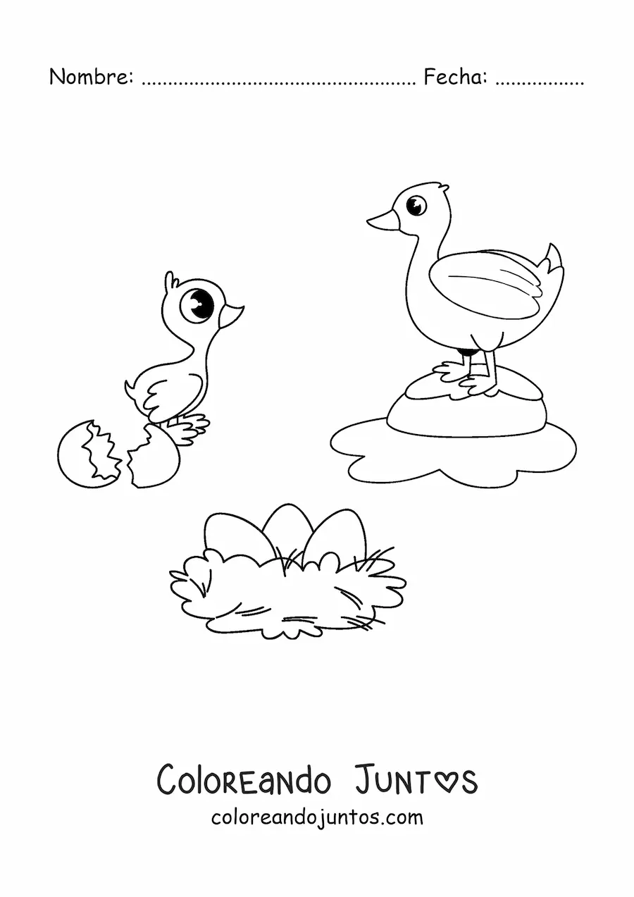 Imagen para colorear de ciclo de vida de las aves kawaii