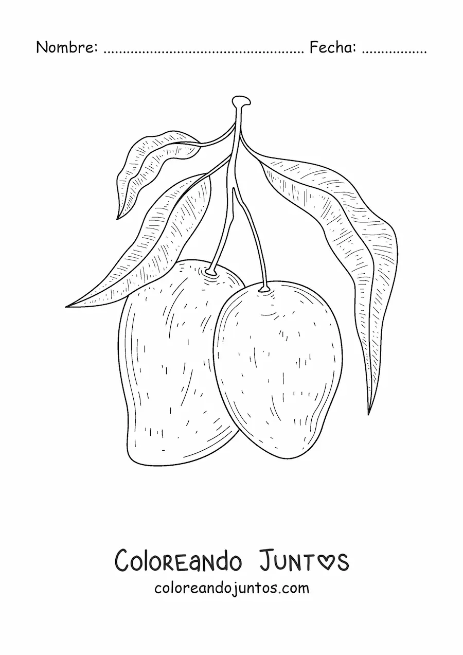 Imagen para colorear de una rama de un árbol de mango con dos mangos guindando