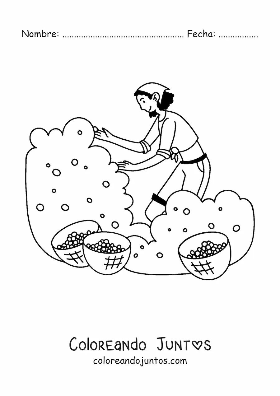 Imagen para colorear de chica recolectando frutos en una siembra