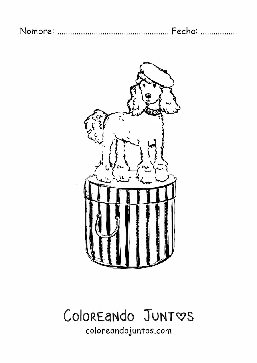 Imagen para colorear de perro caniche