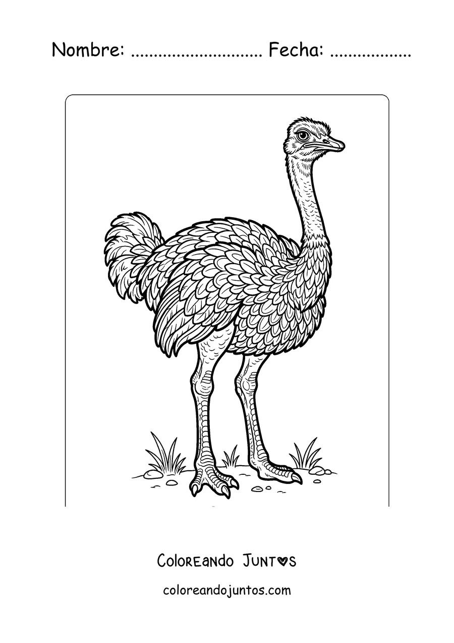 Imagen para colorear de una avestruz realista llena de plumas