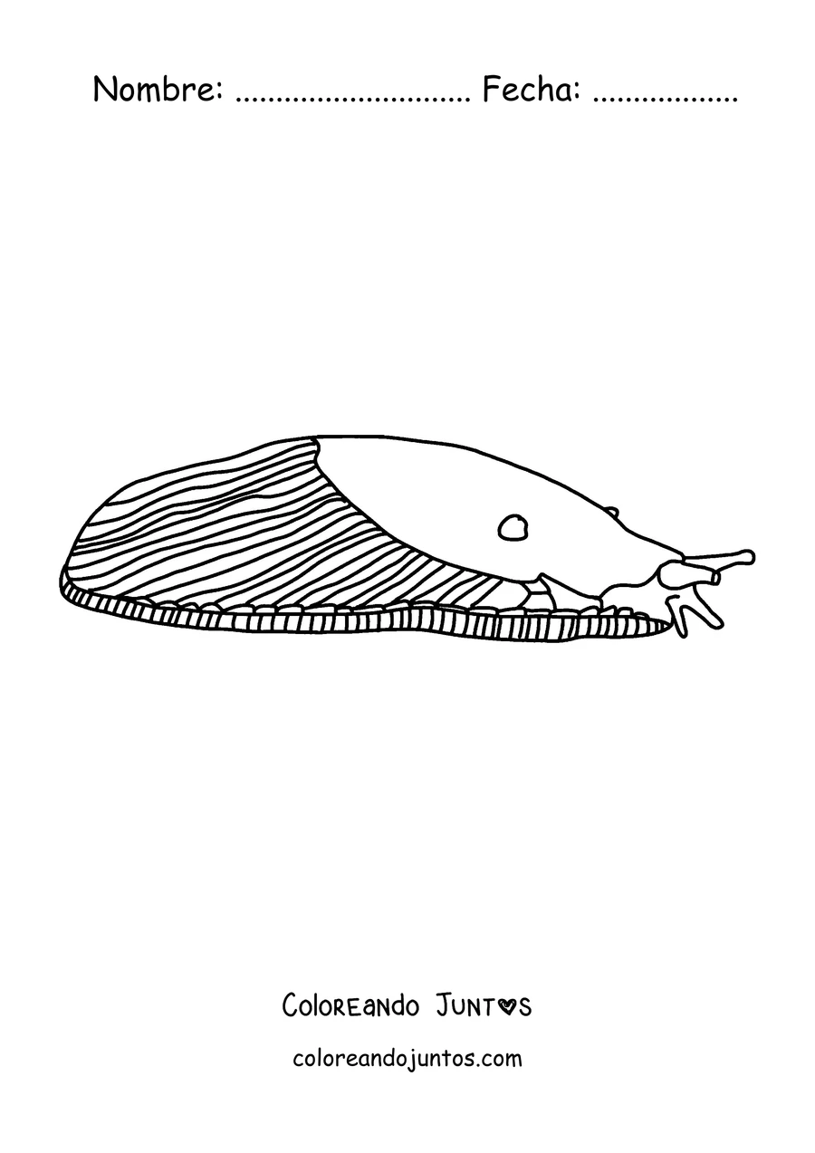 Imagen para colorear de una babosa realista de perfil con el manto rayado