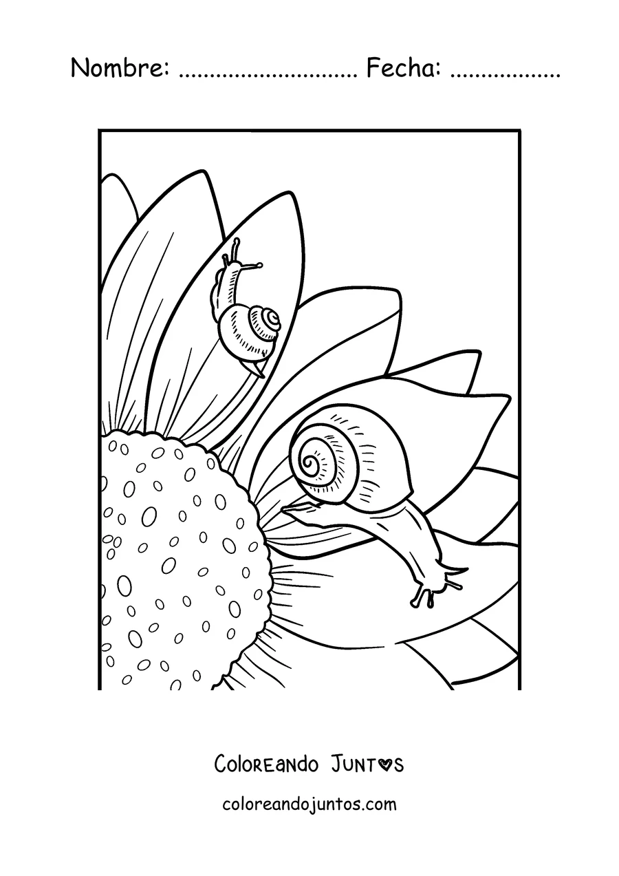 Imagen para colorear de un caracol trepando un girasol