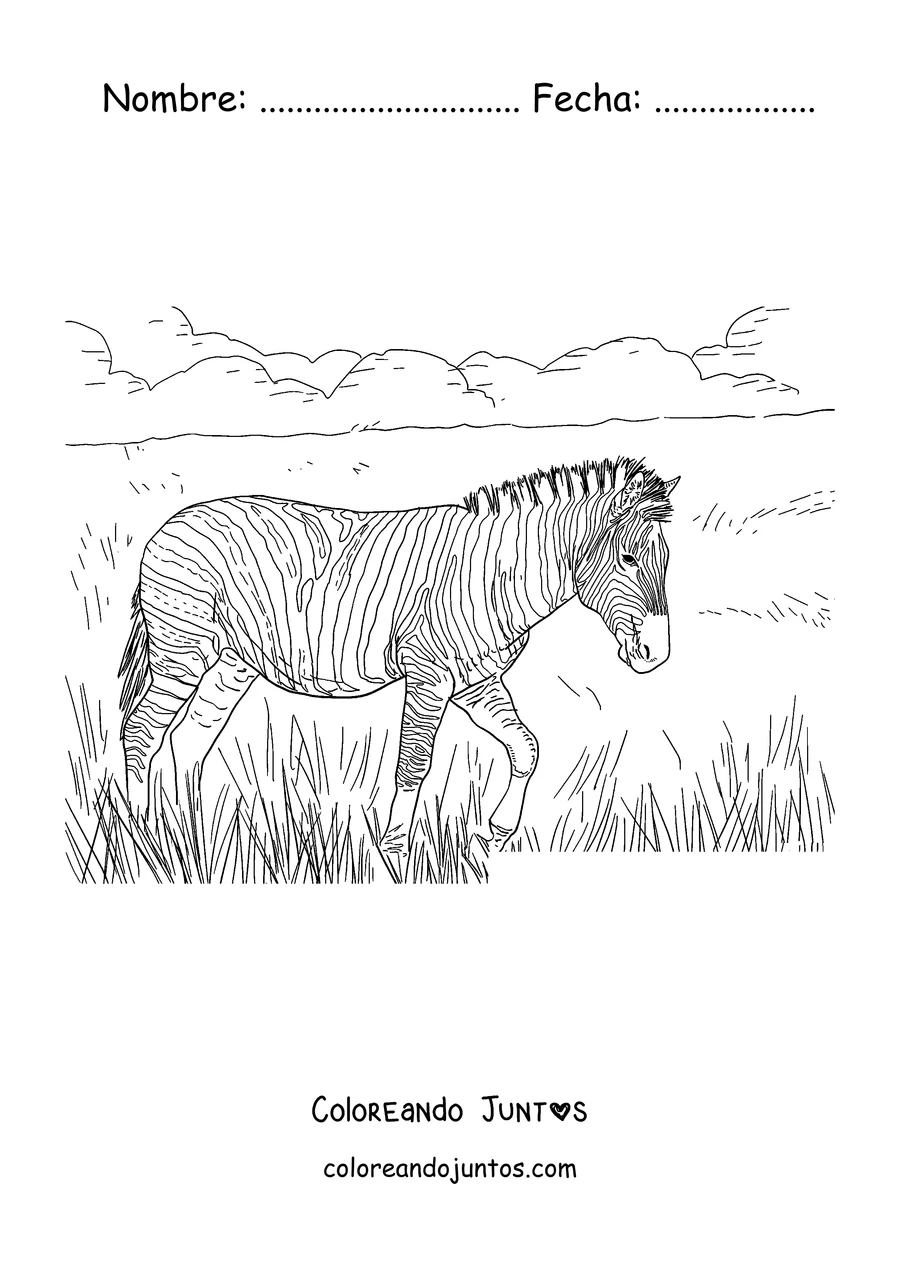 Imagen para colorear de una cebra caminando entre el pasto alto