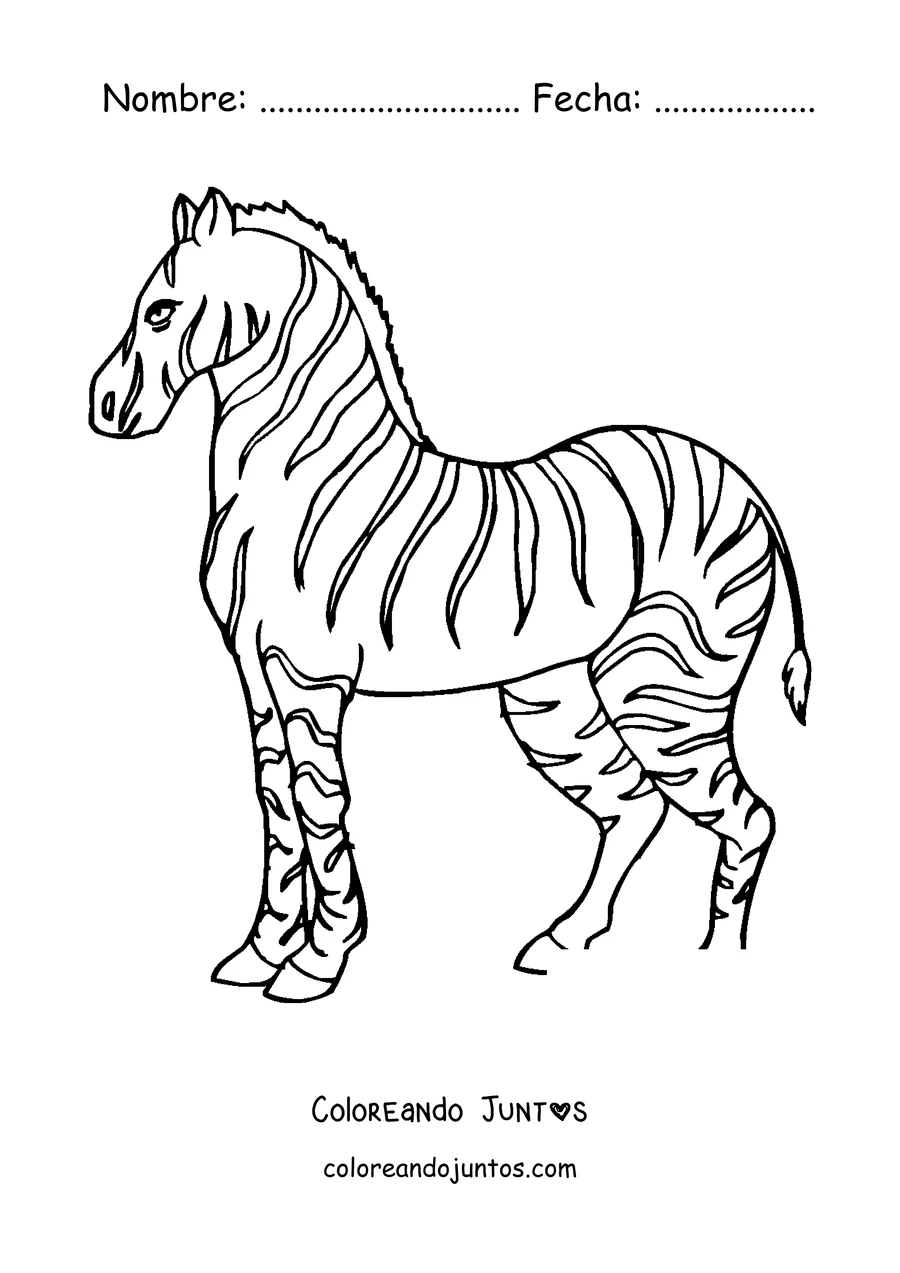 Imagen para colorear de una cebra de pie de perfil