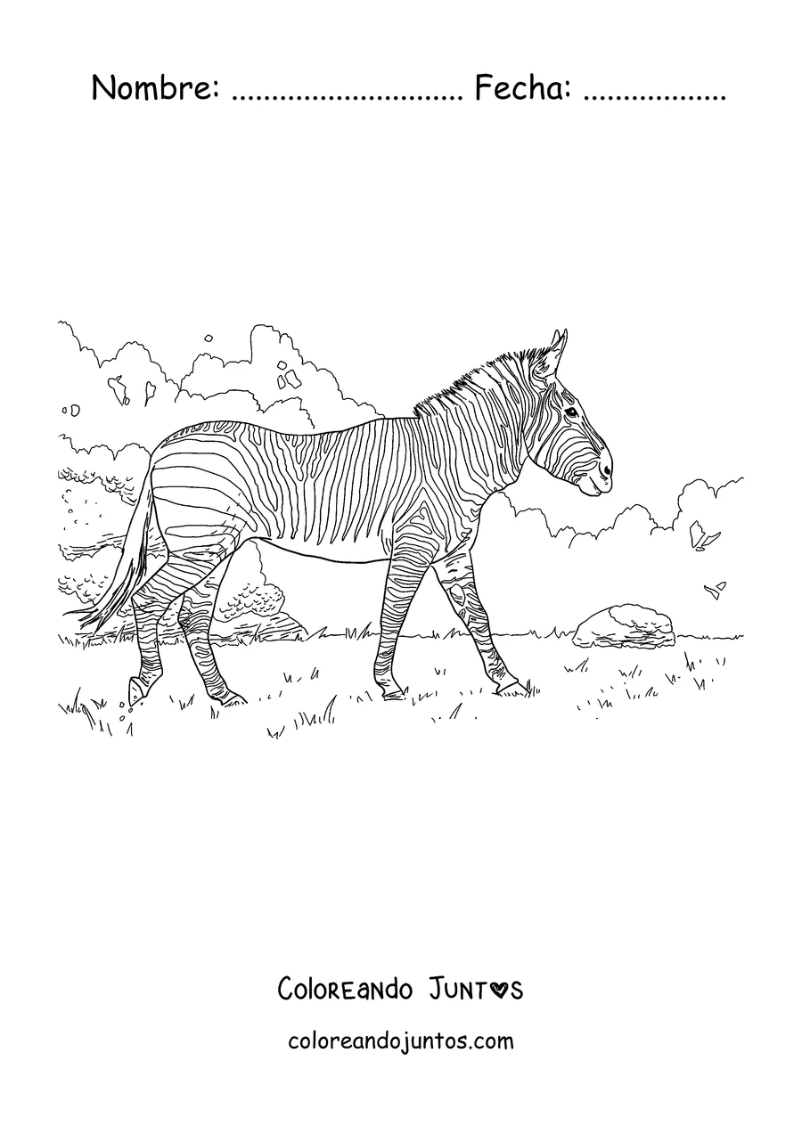 Imagen para colorear de una cebra paseando por la sabana