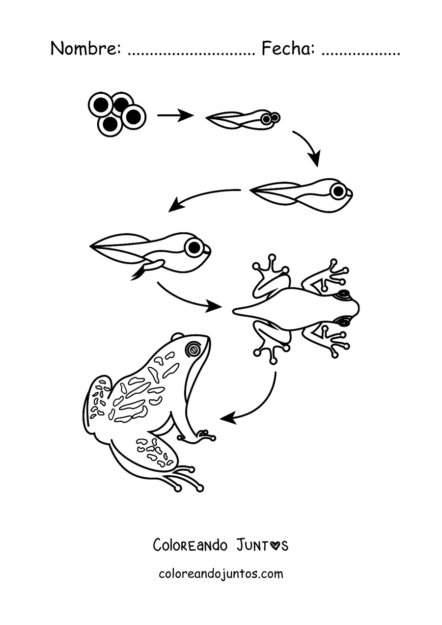 Imagen para colorear del ciclo de vida de la rana, del huevo a la rana adulta