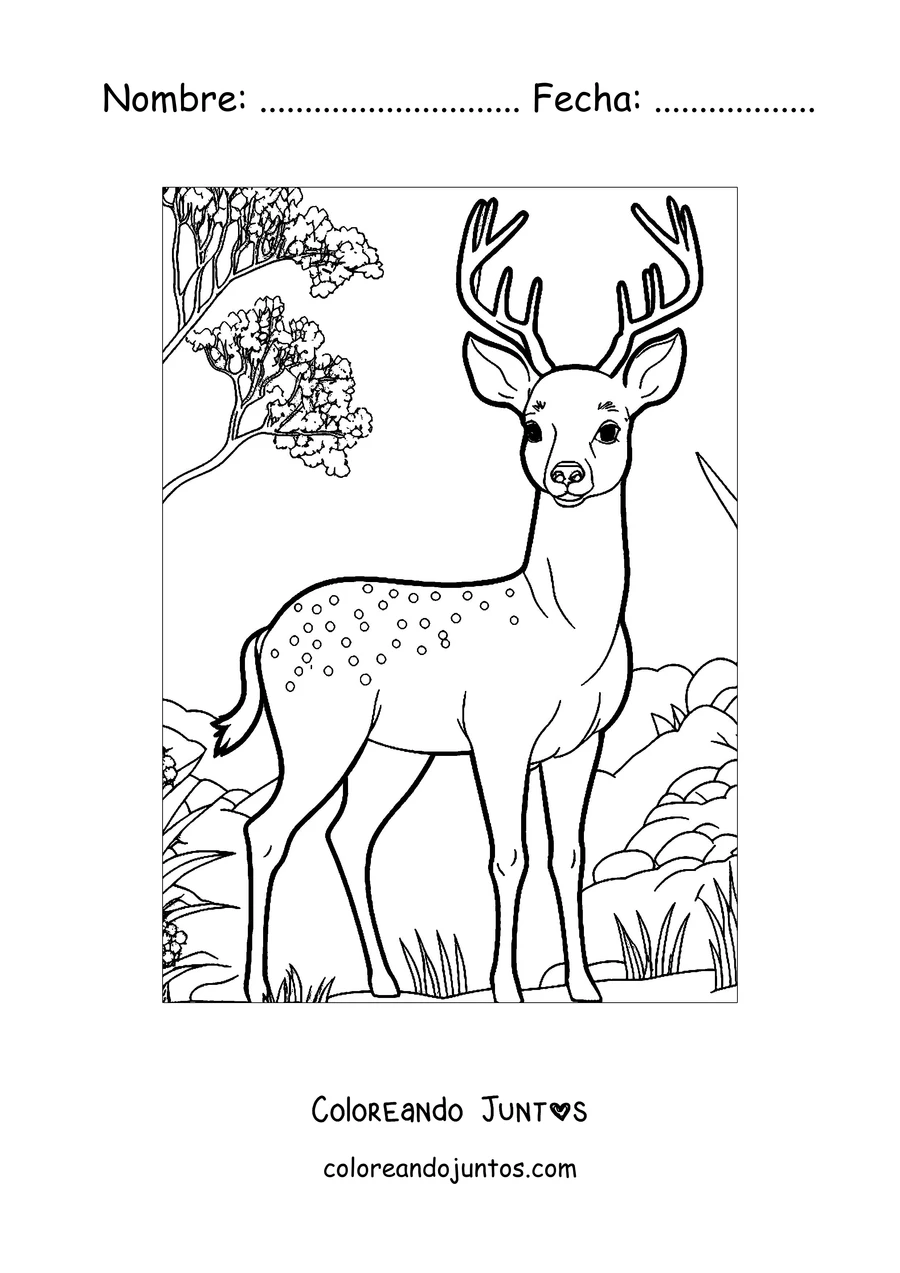 Imagen para colorear de un ciervo joven con manchas entre los árboles