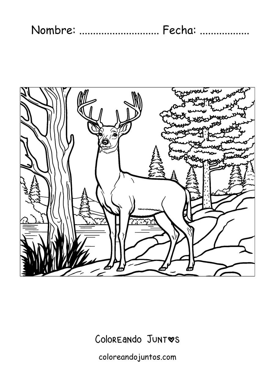 Imagen para colorear de un ciervo adulto junto al río