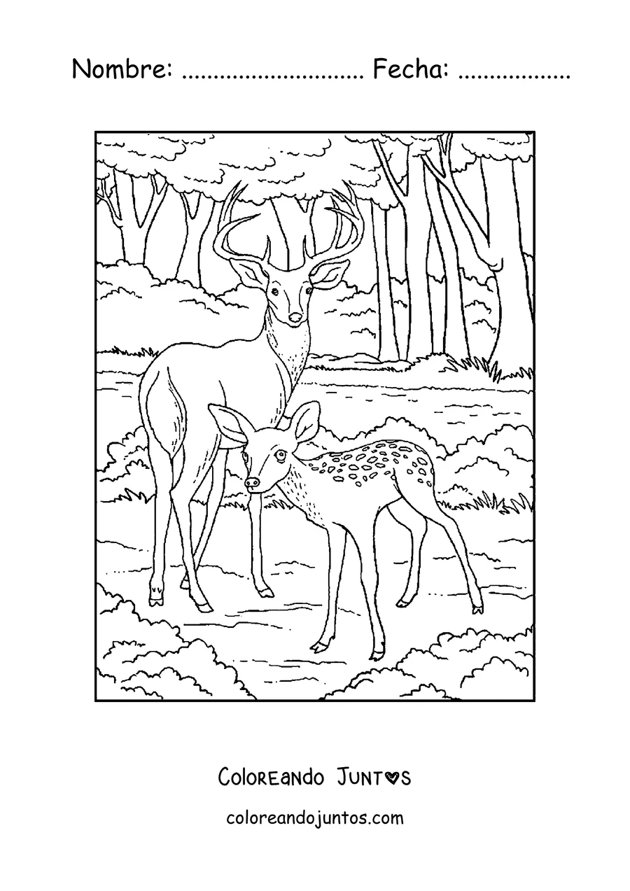 Imagen para colorear de un ciervo y un cervatillo en el bosque