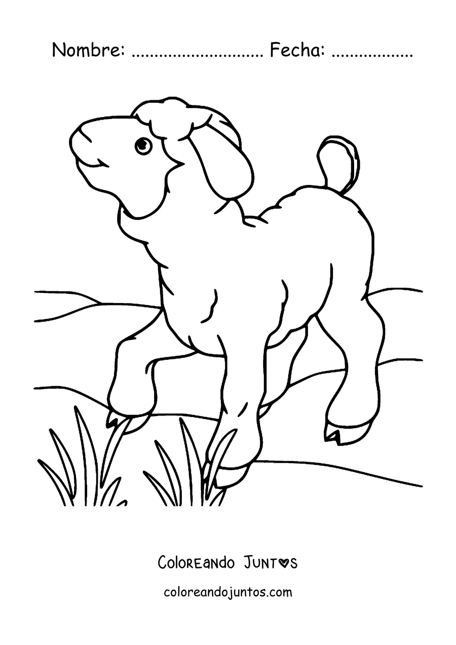 Imagen para colorear de corderito en el pasto bajo el sol