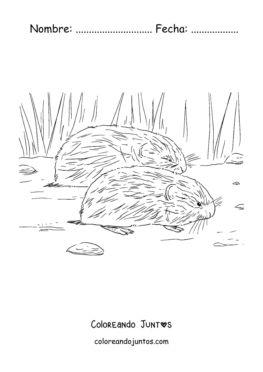 Imagen para colorear de dos lemmings entre la hierba de la tundra