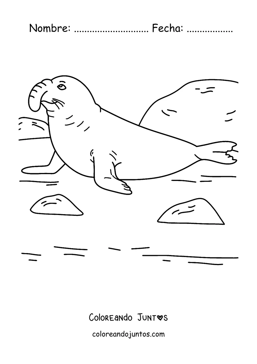Imagen para colorear de un elefante marino en la playa