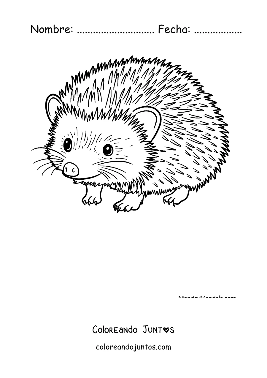 Imagen para colorear de un erizo pequeño caminando de costado