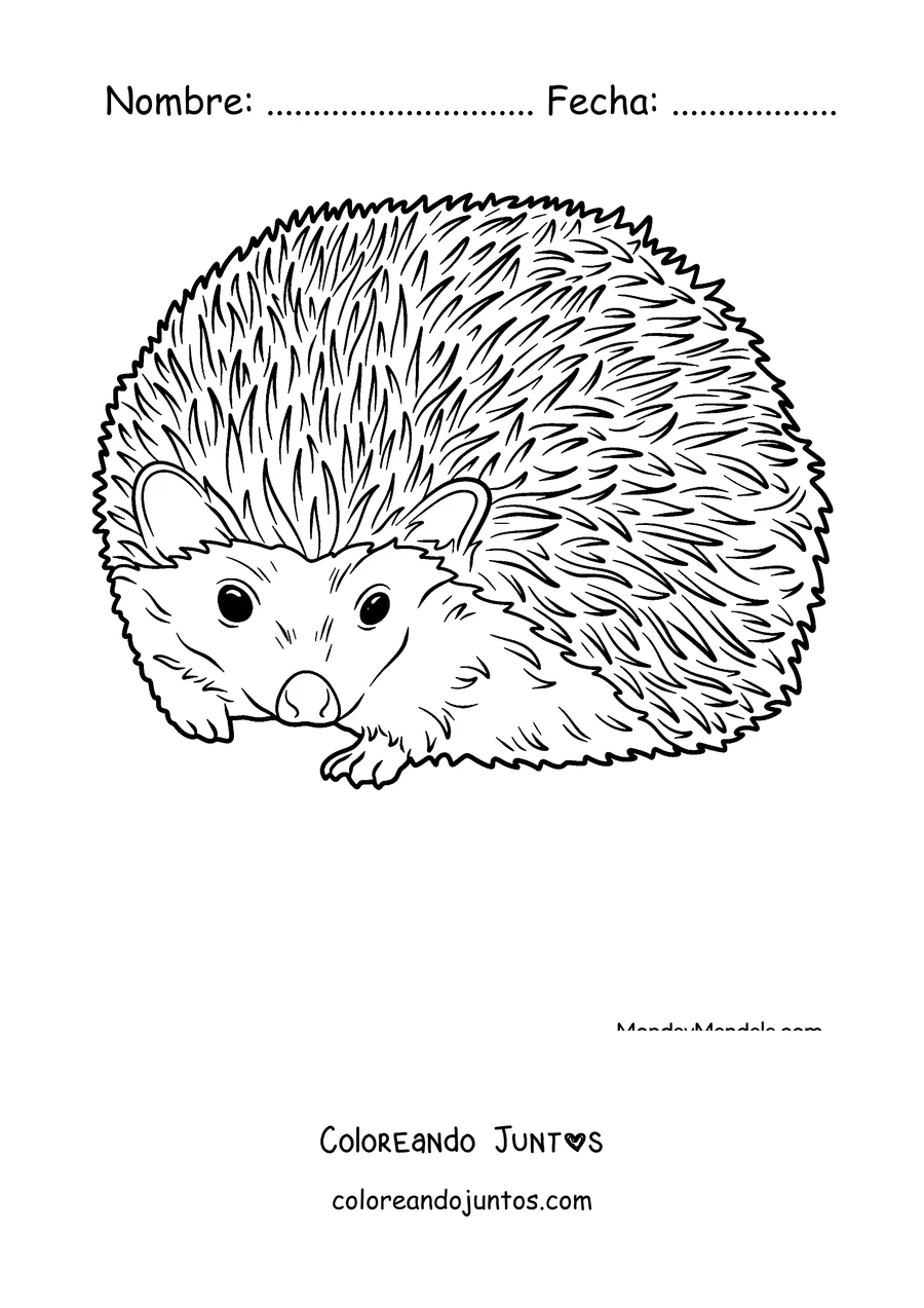 Imagen para colorear de un erizo realista con las púas erizadas