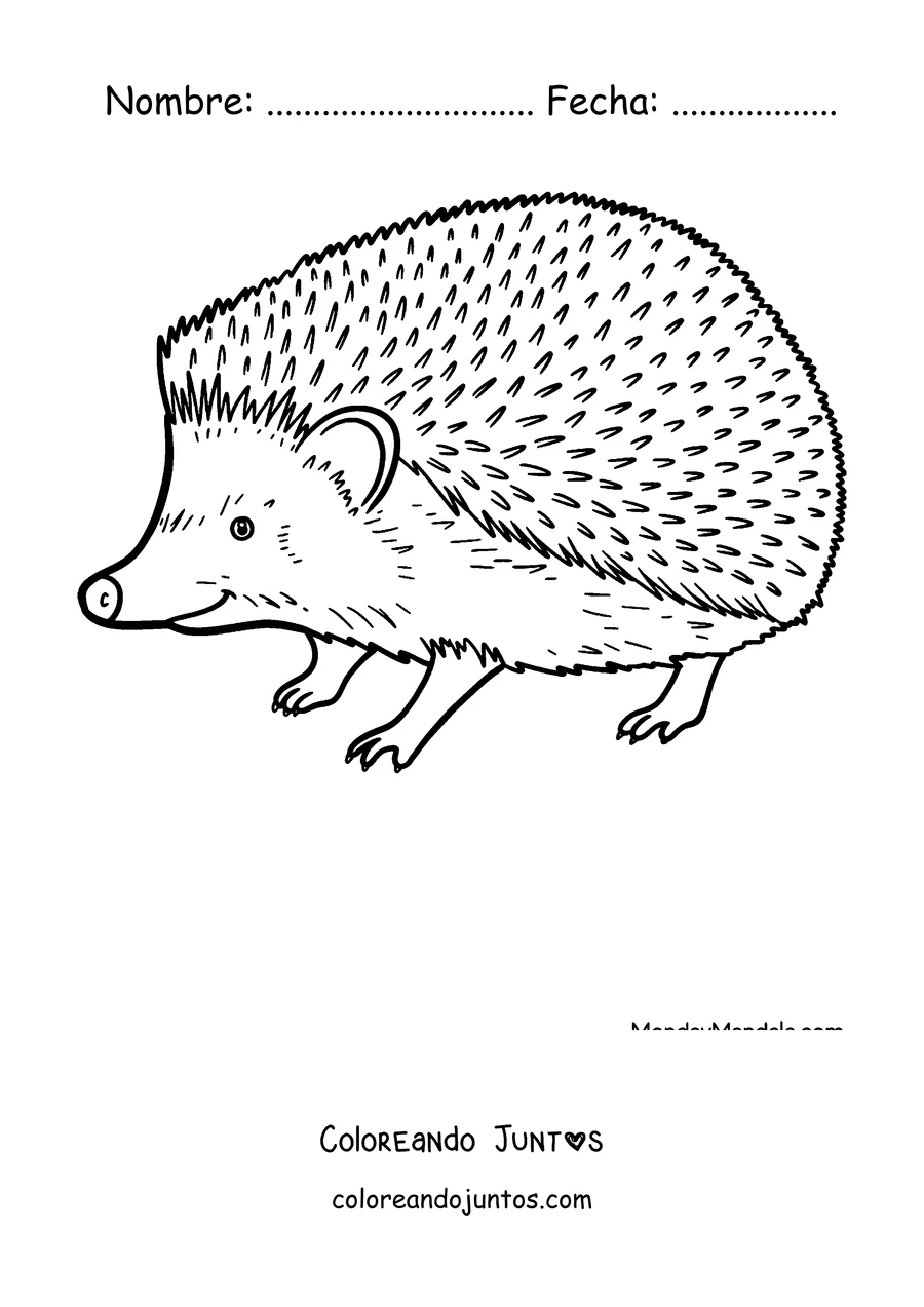 Imagen para colorear de un erizo realista caminando de perfil