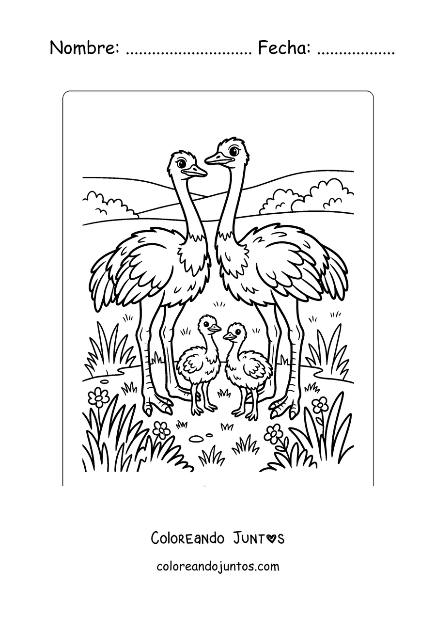 Imagen para colorear de una familia de avestruces con sus crías