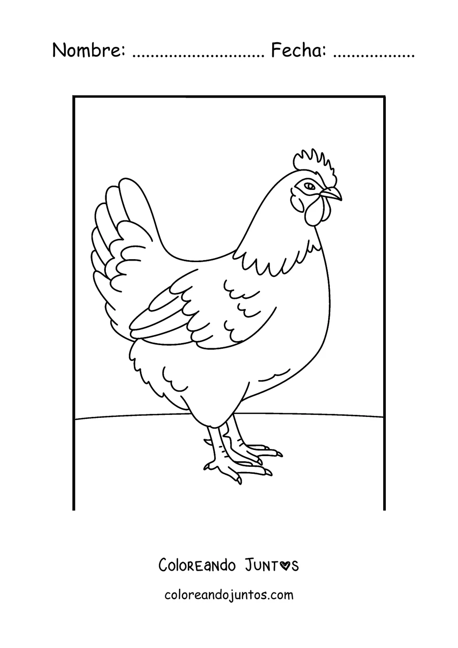 Imagen para colorear de una gallina realista de perfil