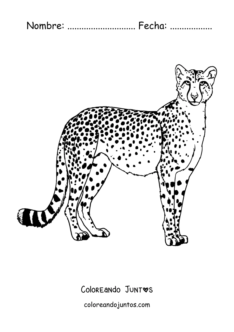 Imagen para colorear de un guepardo de pie mostrando sus manchas