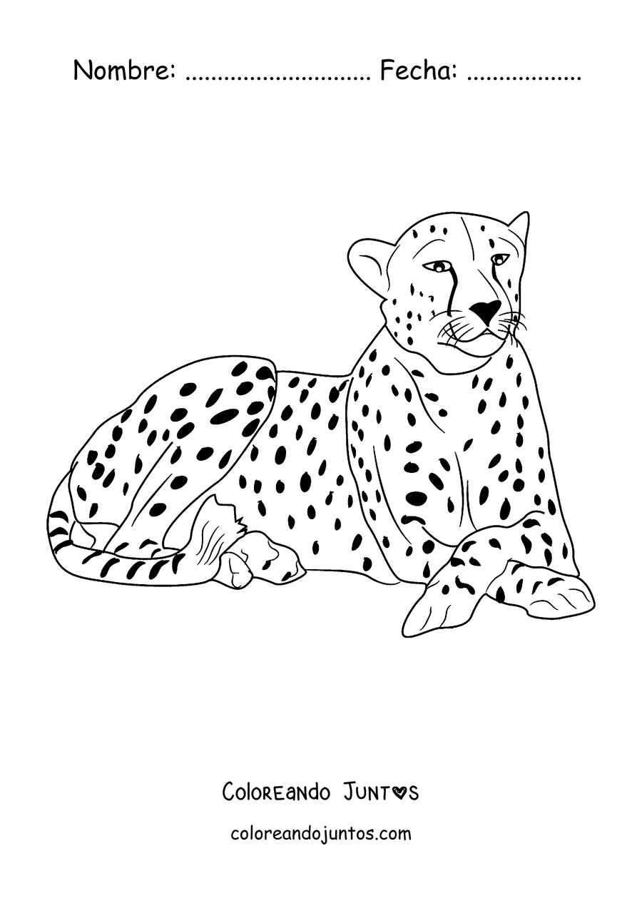 Imagen para colorear de un guepardo echado descansando
