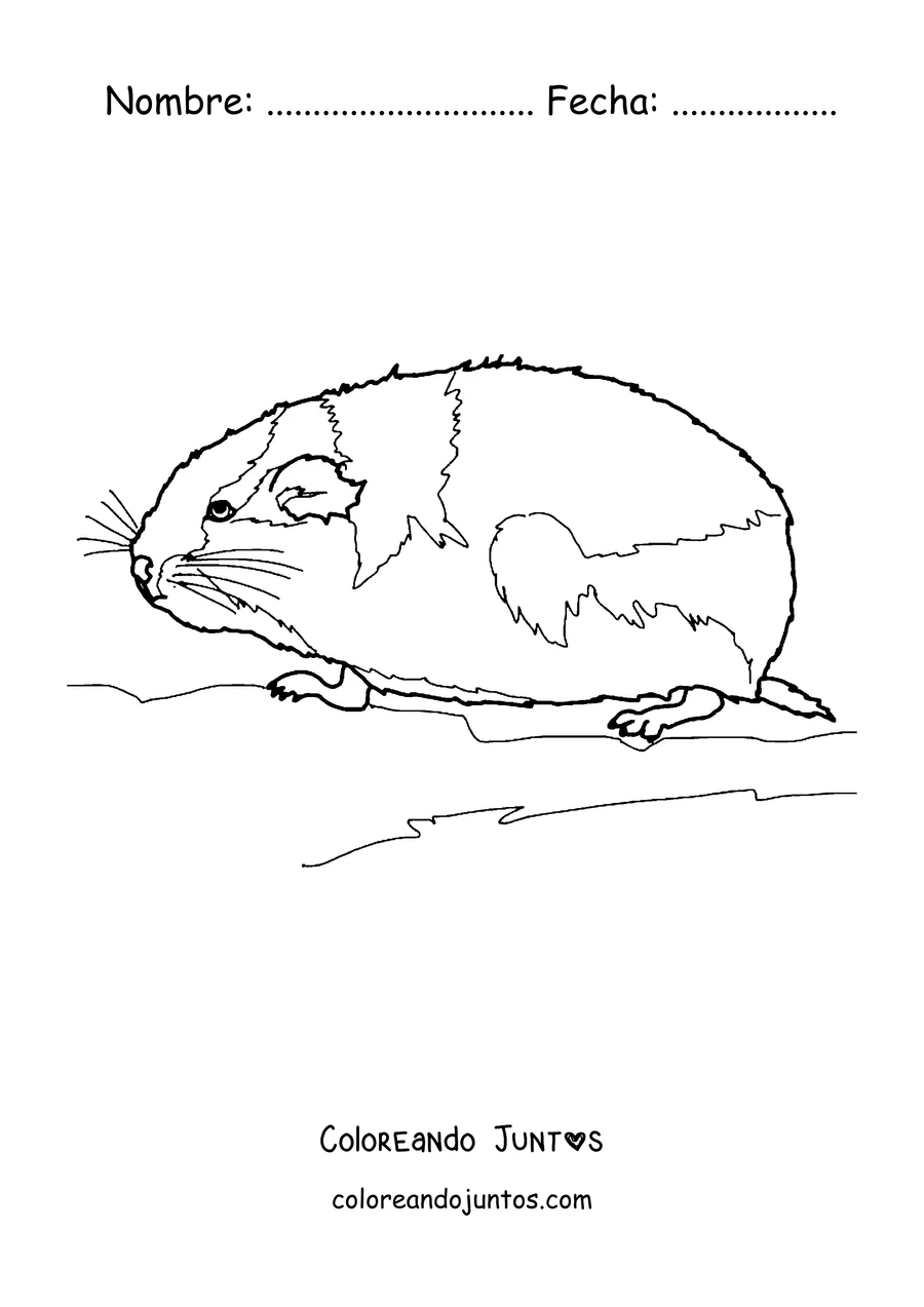 Imagen para colorear de un lemming descansando de perfil