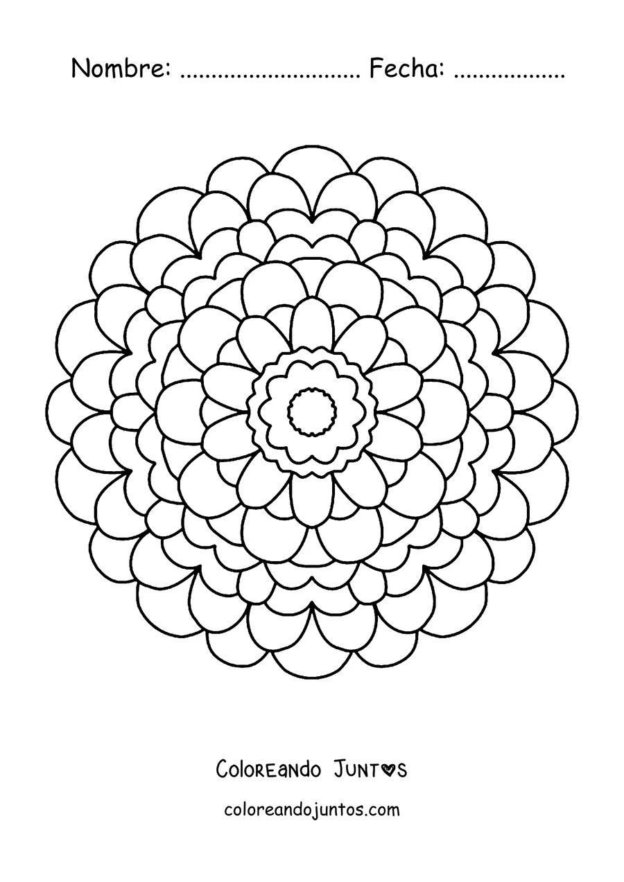 Imagen para colorear de un mandala de primavera con forma de dalia redonda de muchos pétalos