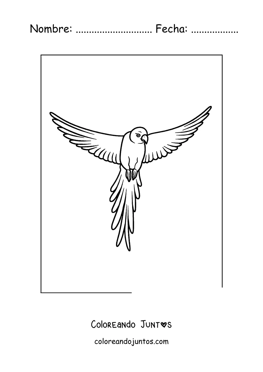Imagen para colorear de un papagayo de contorno simple volando