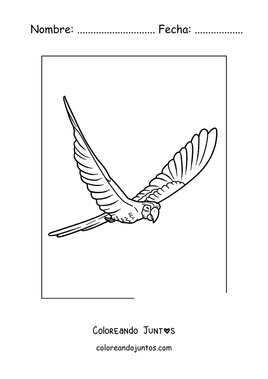 Imagen para colorear de un guacamayo jacinto volando con las alas abiertas