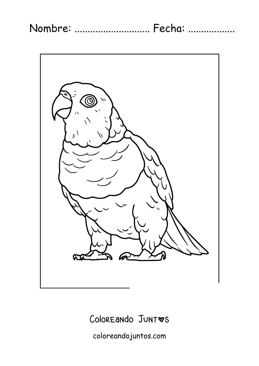 Imagen para colorear de un papagayo regordete parado de cuerpo entero