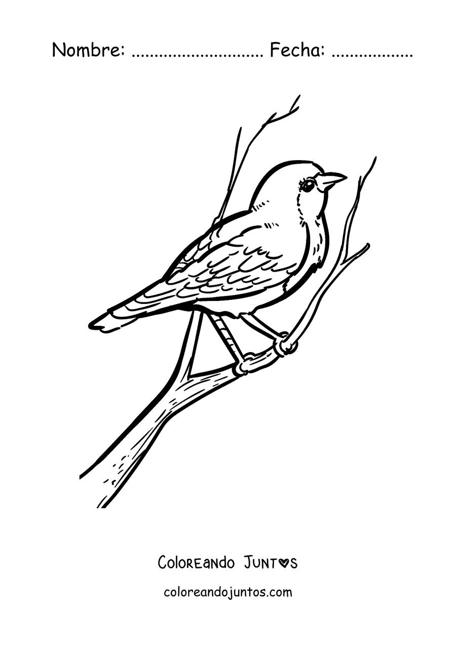 Imagen para colorear de un petirrojo de perfil sobre una rama