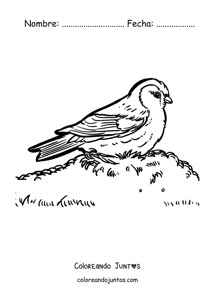 Imagen para colorear de un petirrojo parado en el pasto