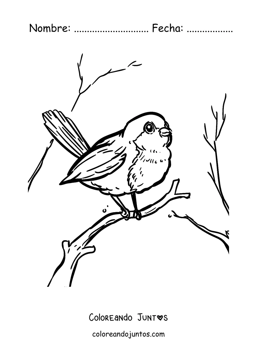 Imagen para colorear de un petirrojo entre ramas peladas en invierno