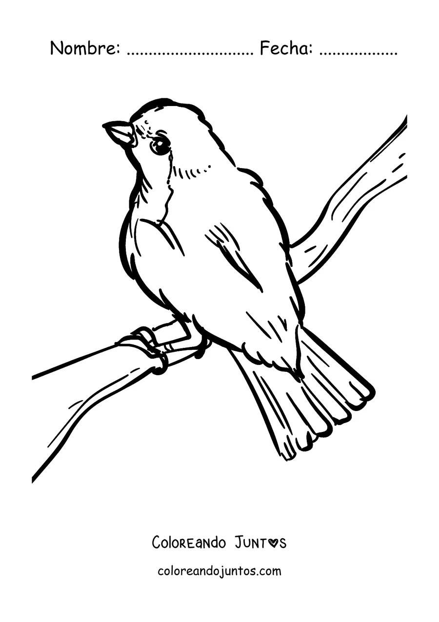 Imagen para colorear de un petirrojo posado mirando hacia arriba