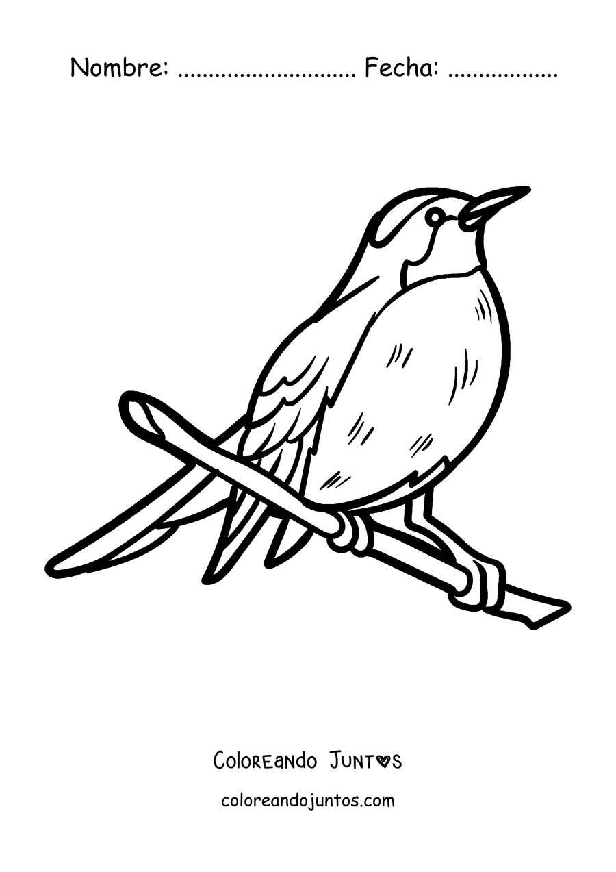 Imagen para colorear de un petirrojo posado en su rama