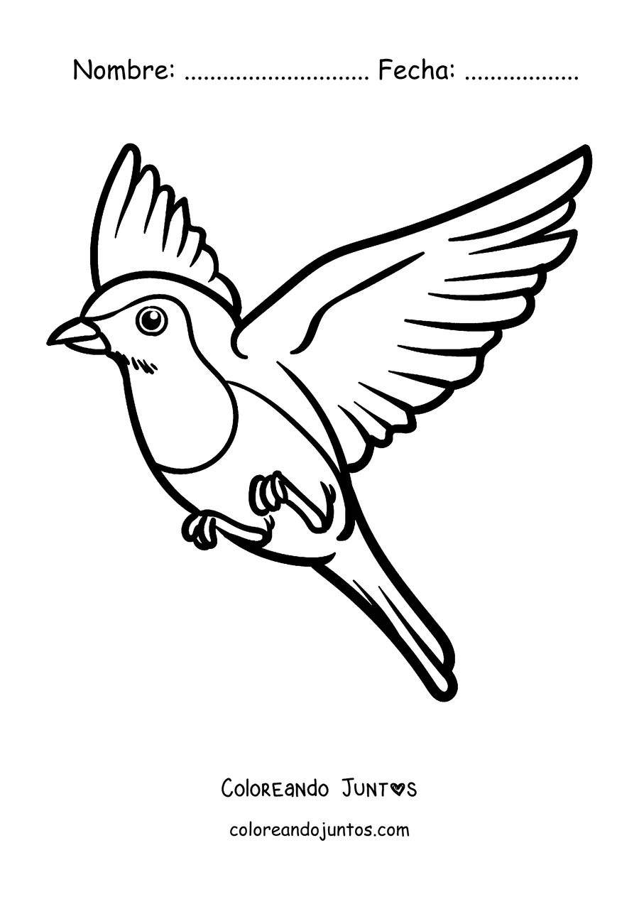 Imagen para colorear de un petirrojo volando con las alas extendidas
