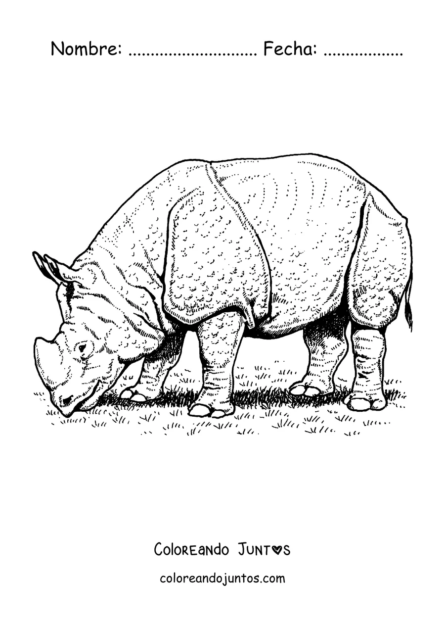 Imagen para colorear de un rinoceronte indio con la piel en forma de placas