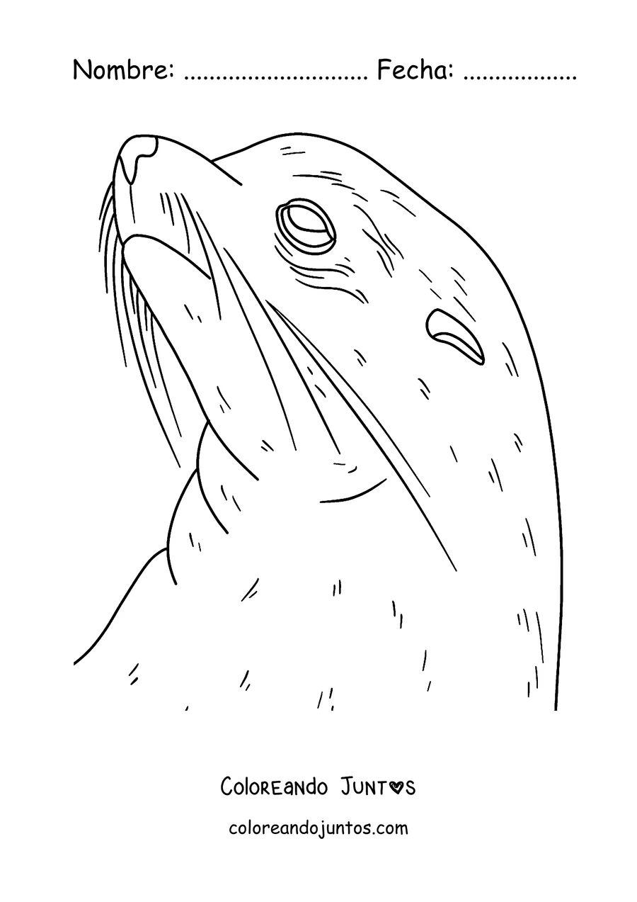 Imagen para colorear del rostro de una foca con sus bigotes