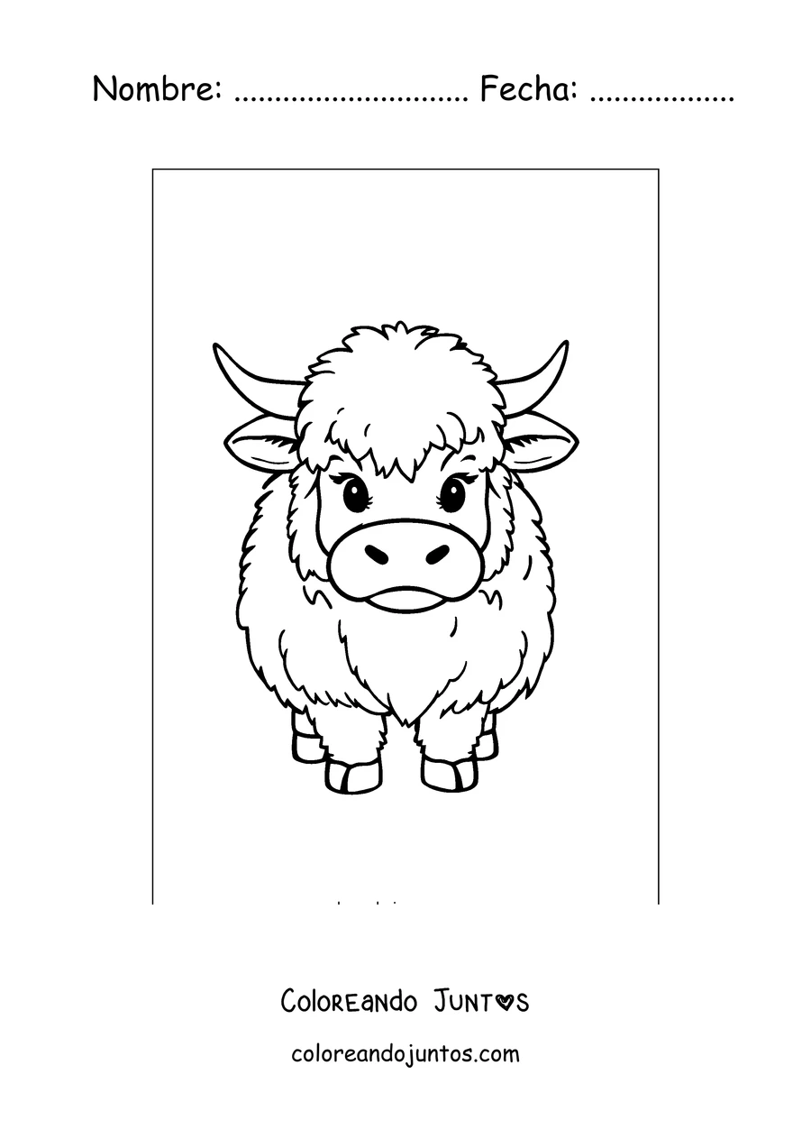Imagen para colorear de ternero highland esponjoso