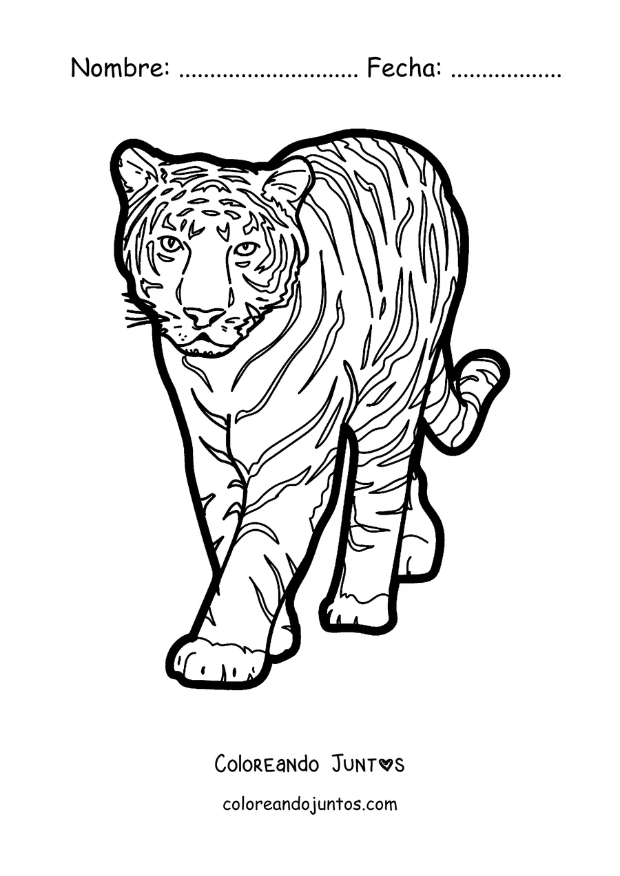 Imagen para colorear de un tigre caminando de frente