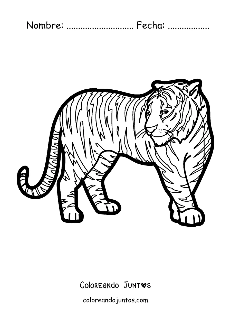 Imagen para colorear de un tigre adulto de pie de perfil