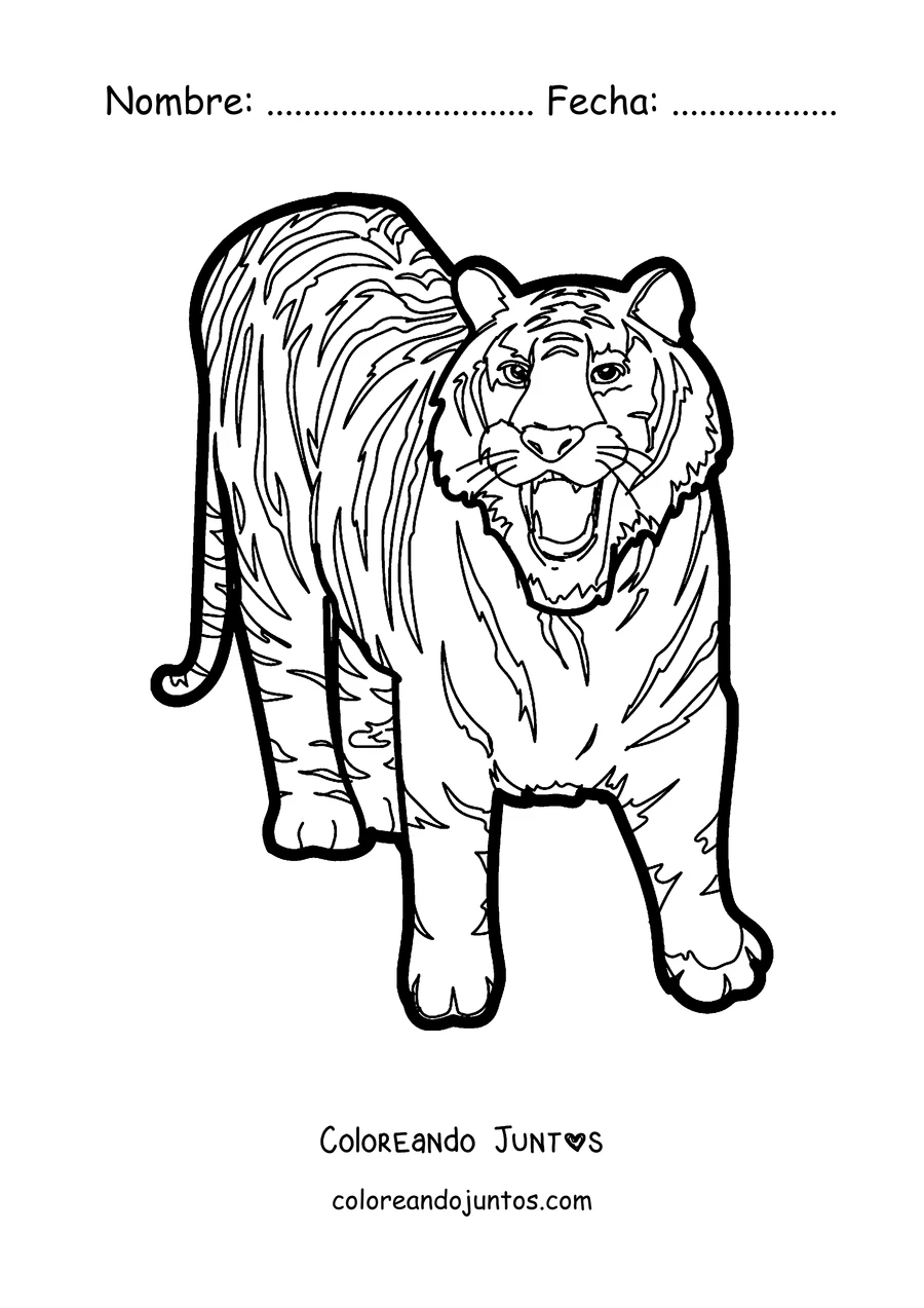 Imagen para colorear de un tigre caminando y mostrando los dientes