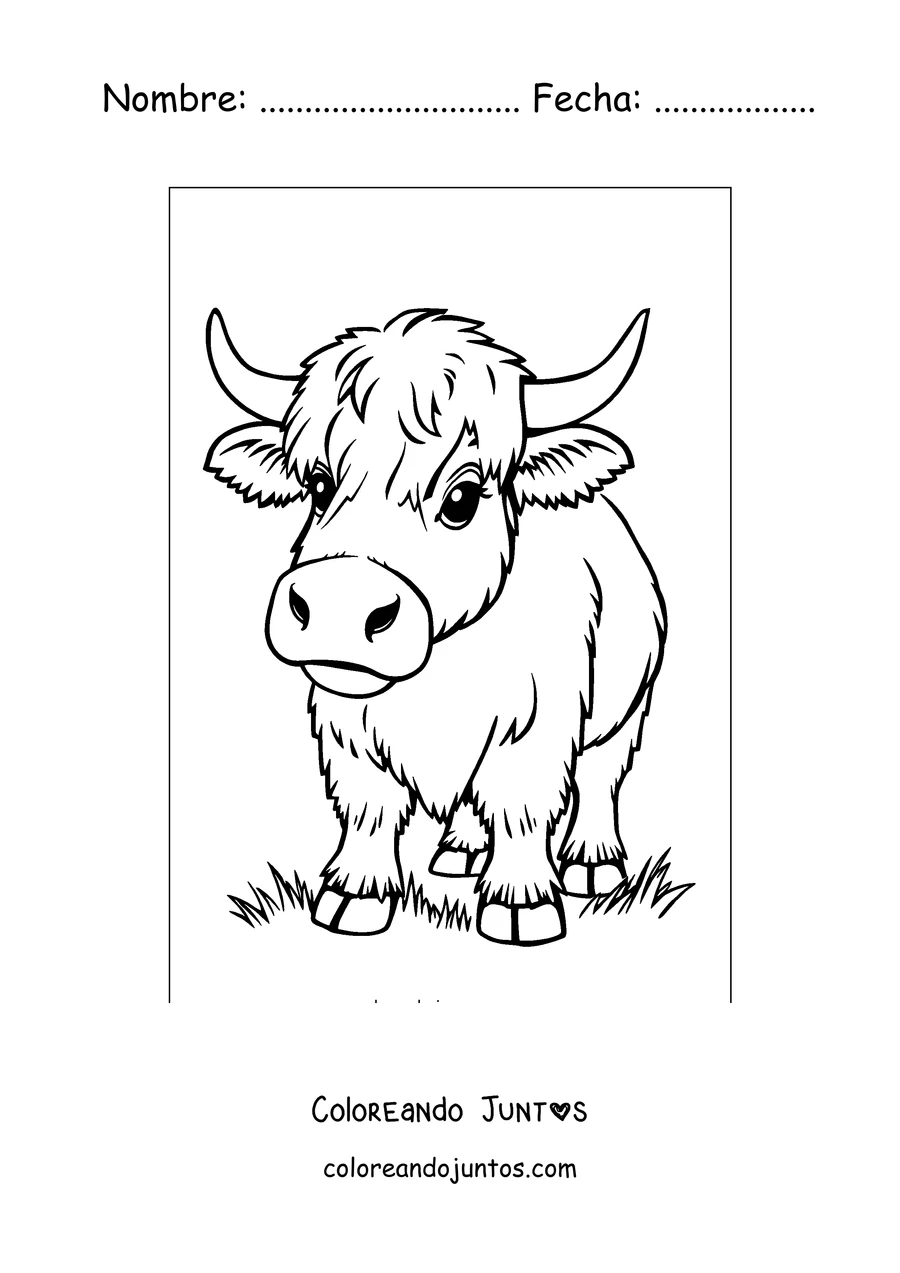 Imagen para colorear de vaca highland peluda con cuernos largos