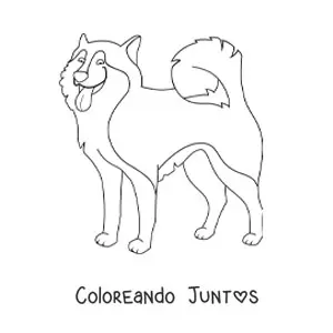 Imagen para colorear de un husky