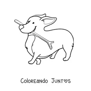 Imagen para colorear de un corgi mordiendo una vara