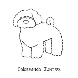 Imagen para colorear de un caniche